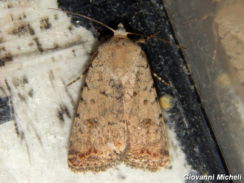 Noctuidae 3 da ID - Caradrina clavipalpis